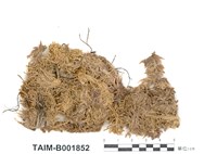 藏品(中位泥炭苔、小葉泥炭苔)的圖片